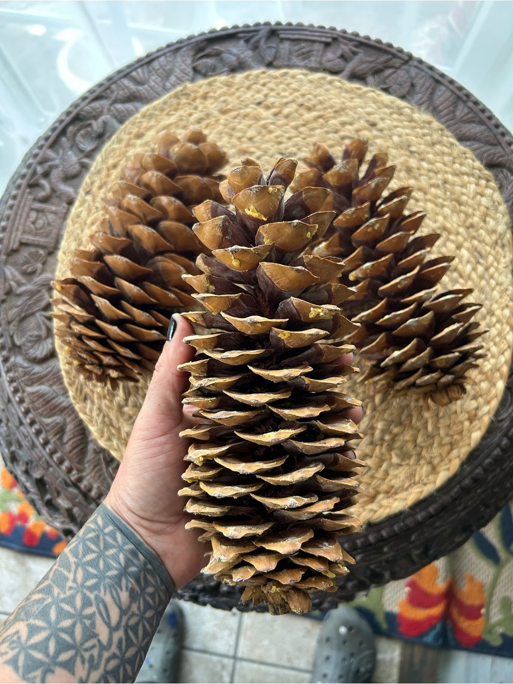 Set of 3 Extra Large Natural Sugar Pine Cones 8” Rustic Woodland Decor